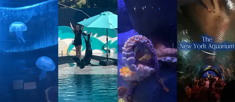 水花与欢笑：布鲁克林的海洋探索之旅